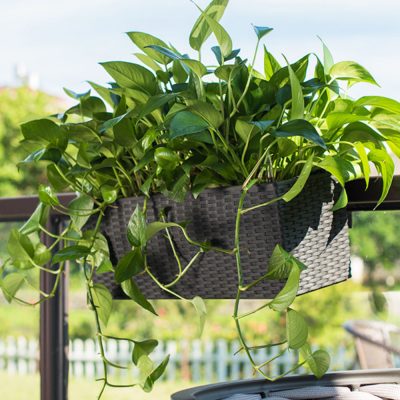 Creative design of rectangular plastic flowerpots (1)