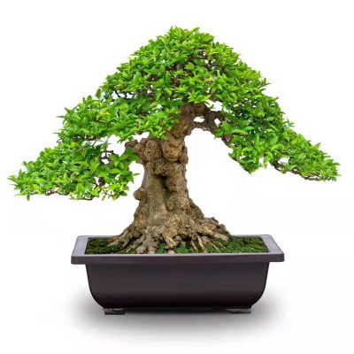 Giant bonsai plastic rectangular flowerpot (1)