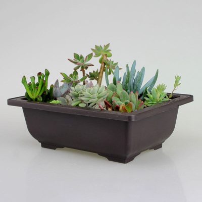 Rectangular plastic brown bonsai large flowerpot (1)
